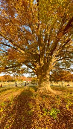 昭和記念公園へ。幻日(げんじつ/サンドック)も。今が紅葉見頃でおすすめです♪の記事動画