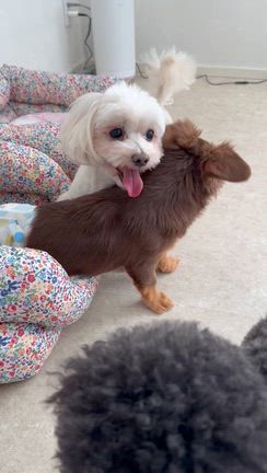 束の間のわんこ達とLOVE LOVEの記事動画