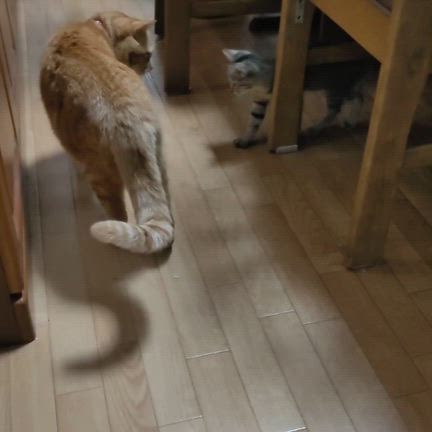 ありがとう大好きなしるこさんの記事動画