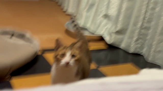 チャチャ様動画♡の記事動画