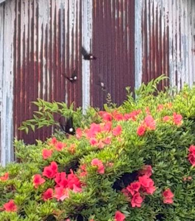 らんぶの記事動画