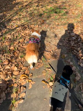 しこたま飲む。の記事動画