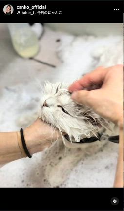 イケメン猫の記事動画