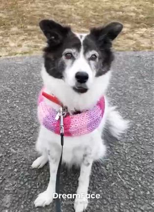 思い出の写真　千代エルの記事動画