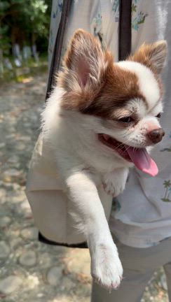 犬犬相変わらずカバンの記事動画