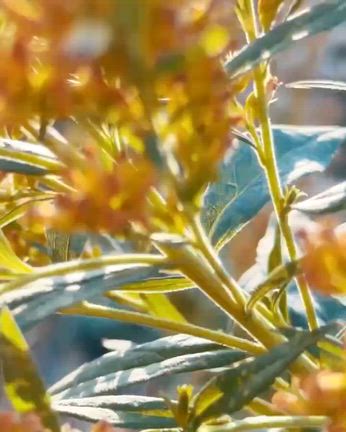 自分を知るセルフケアの一冊、マンダラルナーをお届けします♡の記事動画