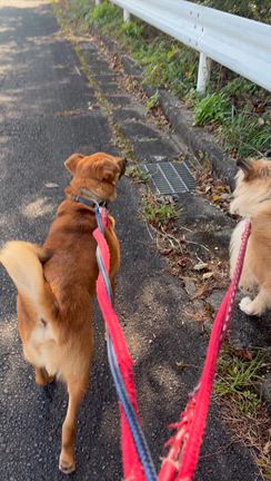 【カリム】&【ソフィア】とお散歩への記事動画