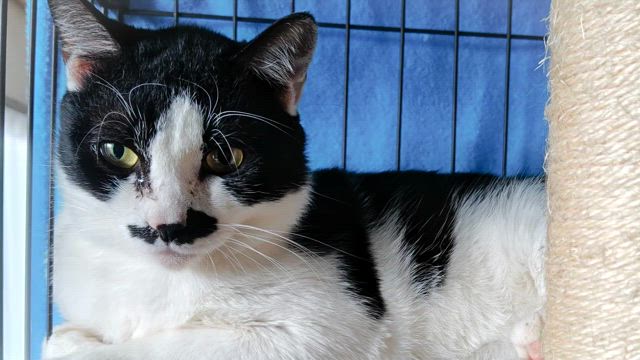 《まろ》動画、作ってみました。の記事動画