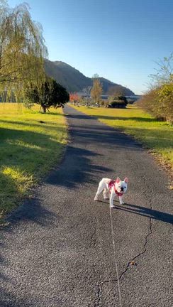 ディム&ペレちゃん兄妹〜(๑˃̵ᴗ˂̵)の記事動画