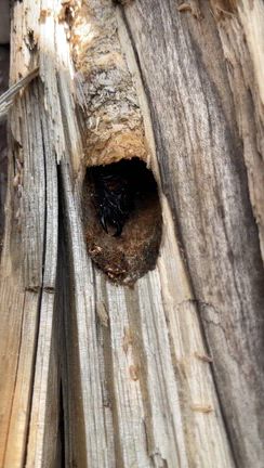 材割採集　2026-2-21の記事動画