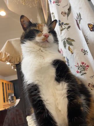 五平餅のタレとめっちゃ相性の良い野菜！！の記事動画