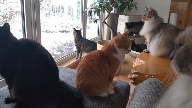 冬囲いの記事動画