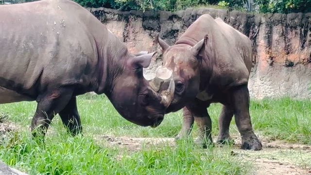 一枚　シリーズの記事動画