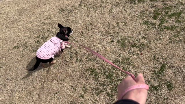 初！うららと一緒にランチの記事動画