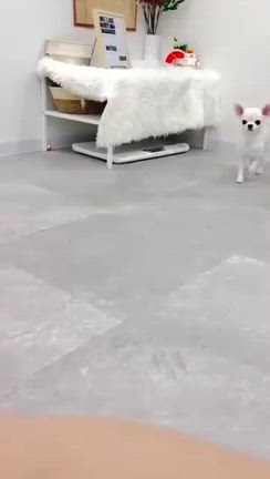 いつもありがとうございますの記事動画