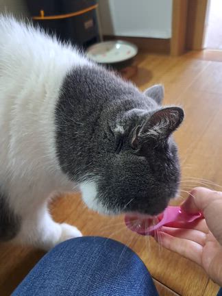 若いお嬢さんの記事動画