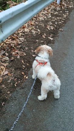 ぼくはみこと　　お散歩もドライブも大好き〜〜〜の記事動画