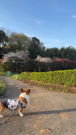 日曜日の朝ん歩の記事動画