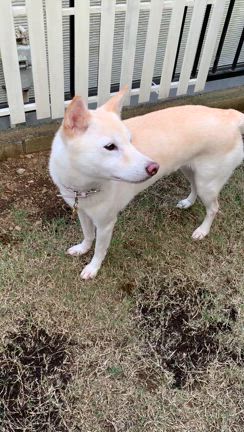 ハ、ハンナさんが、スコスコゲーー、そして12月の薔薇の記事動画