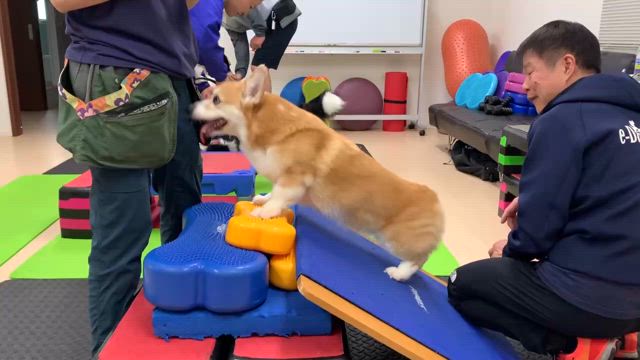 きなこ、バランスボール（動画あり・音声注意）の記事動画