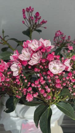 私のガーデンをお見せします。の記事動画