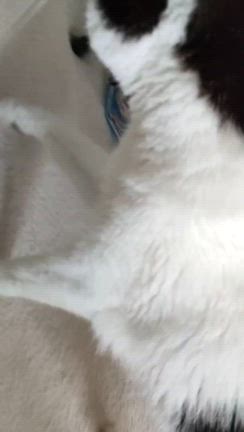 ものくろ、頑張ってます！！！の記事動画