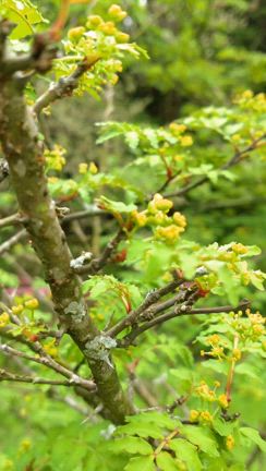 花山椒の記事動画