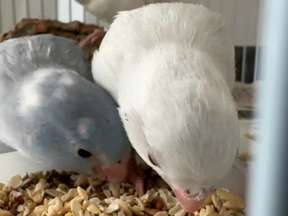 ※8/30追記あり【代理募集-⑨】マメルリハちゃんたち最新画像です！の記事動画