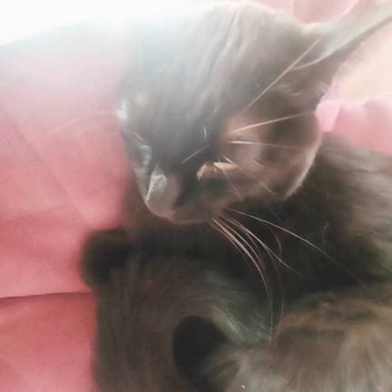 また再開することになりました∥の記事動画