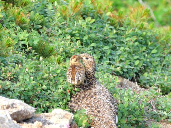 雷鳥の記事動画