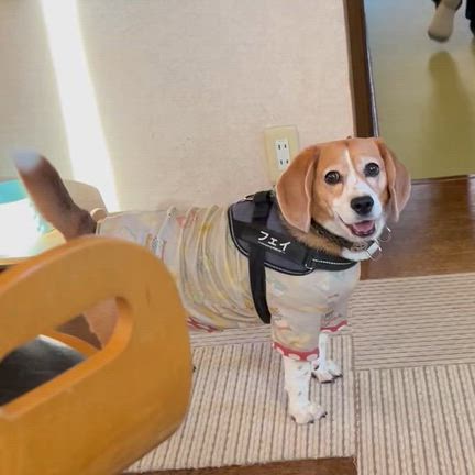 本日お嫁ちゃんトリミングDAY（╹◡╹）の記事動画