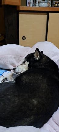 ラッキーちゃん　お帰りですの記事動画