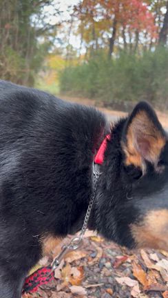 仲良し【ロク】&【ベラ】の記事動画