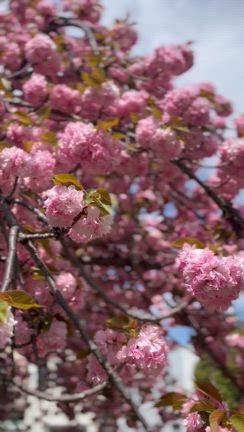 4月20日（土）☆お酒で割ってもオススメなシロップとGWのお知らせなどの記事動画