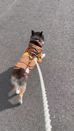 2ヶ月後の歯科健診の記事動画