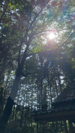 今日から8月です。伊勢の榊が届きましたの記事動画