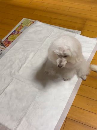 2026/02/25の記事動画