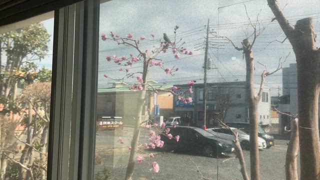 きれいなお花の向こうに…今年もあの訪問者がの記事動画