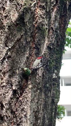 2025/08/09の記事動画