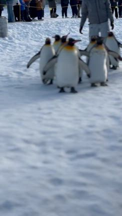 ペンギンに会いに往復8時間の記事動画