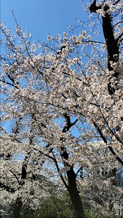 ぎりぎり間に合った♪の記事動画