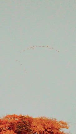 ピンクゴールドの白鳥たちの記事動画