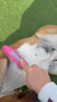 ブラッシングの記事動画