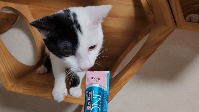 譲渡会ありがとうございました！緊急で保護犬。ご支援のご報告。の記事動画