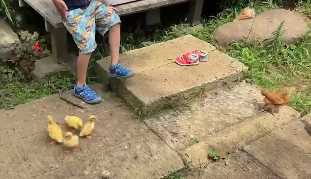 お凛と仲間たち　～血迷った夫２の記事動画