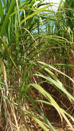 久米島で会いたい人と再会の記事動画