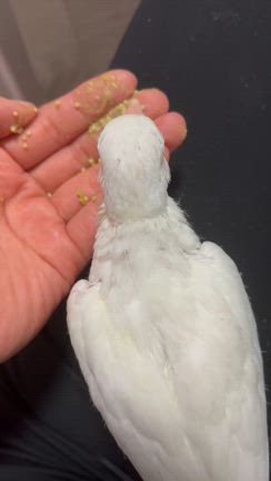 女性マジシャンパキラ「モコちゃん」がおうちにきました！✨️の記事動画