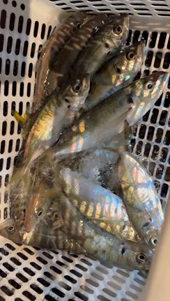 11/2 半夜便の記事動画