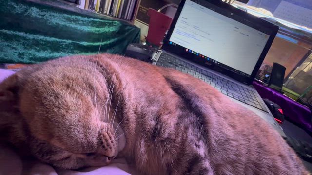 愛猫は大怪獣ꉂの記事動画