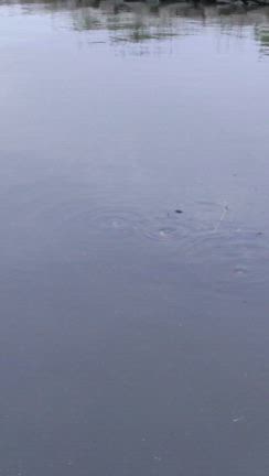 ５月１４日、霞ヶ浦。不調と聞いてるけど？楽しめました！(*^^*)の記事動画